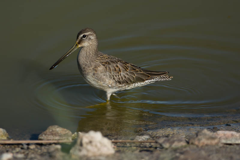 Gestreepte Strandloper